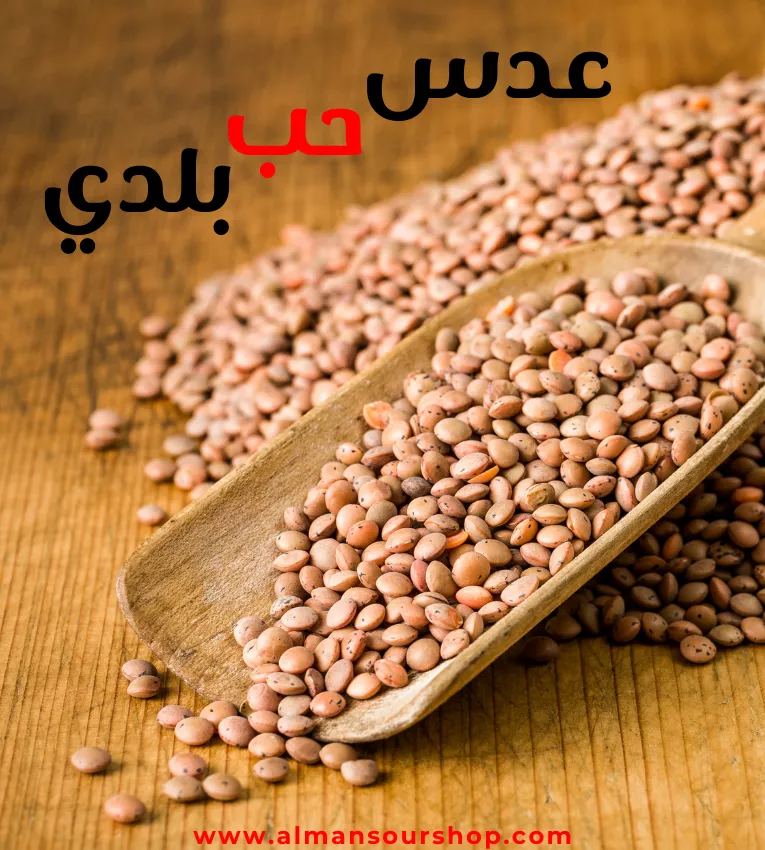 عدس حب بلدي